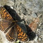 Même les Papillons bronzent