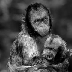 Même les singes ont des percings , étonnant  non ?