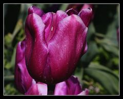 " Même les tulipes bronzent Bretagne "