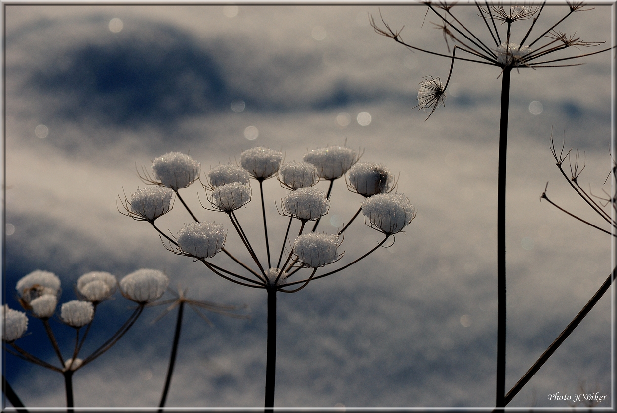 Même l'hiver, elles sont belles.