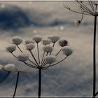 Même l'hiver, elles sont belles.