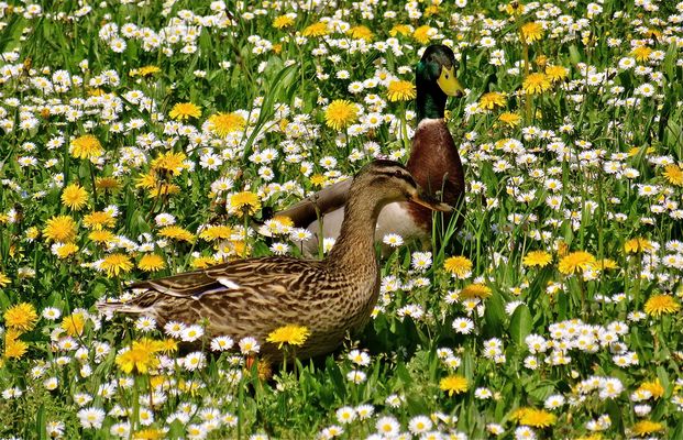 .. Mme + M canard  sur les près !!!...