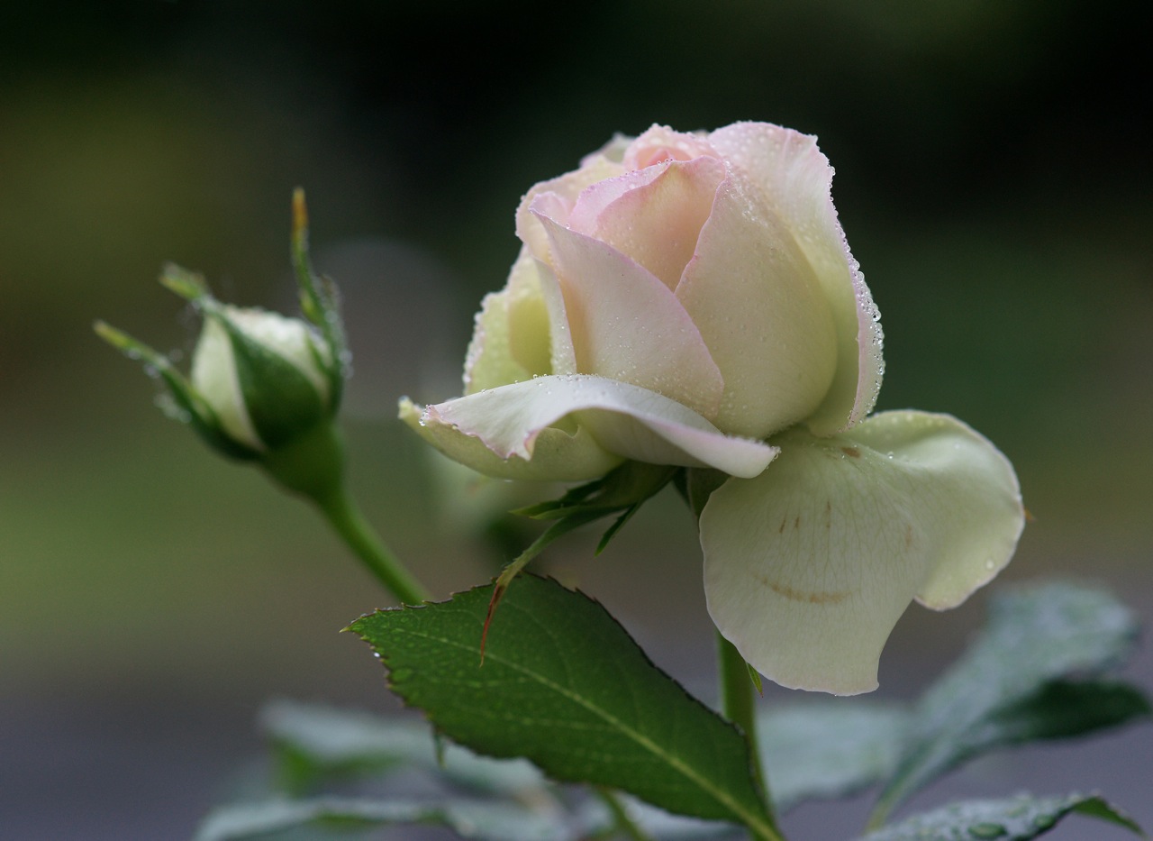 Mme Pierre de Ronsard .... sous la pluie