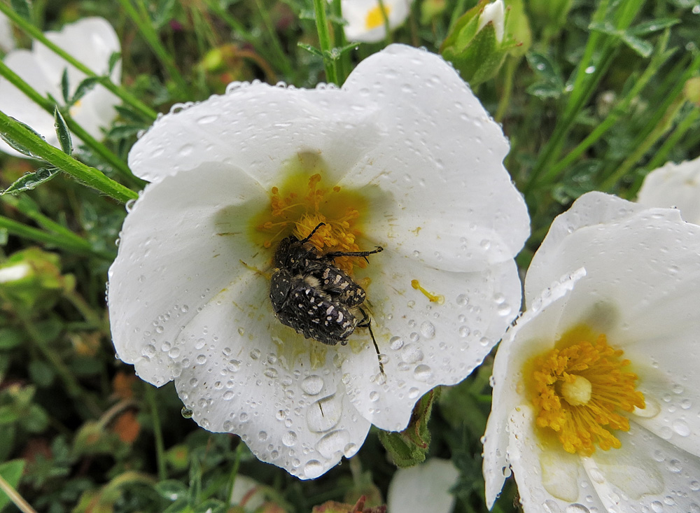 même sous la pluie !