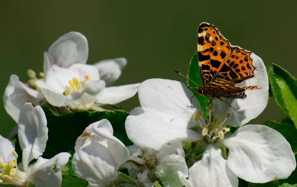 mmh, Apfelblüte...