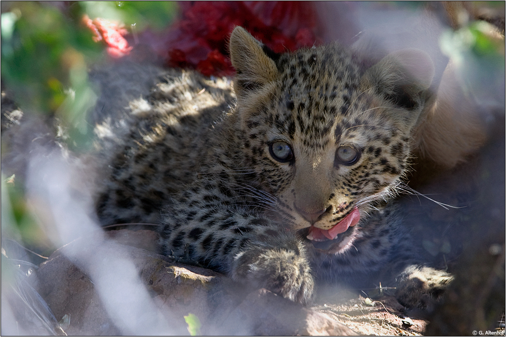 mmh, das hat geschmeckt... Foto & Bild tiere, wildlife, säugetiere