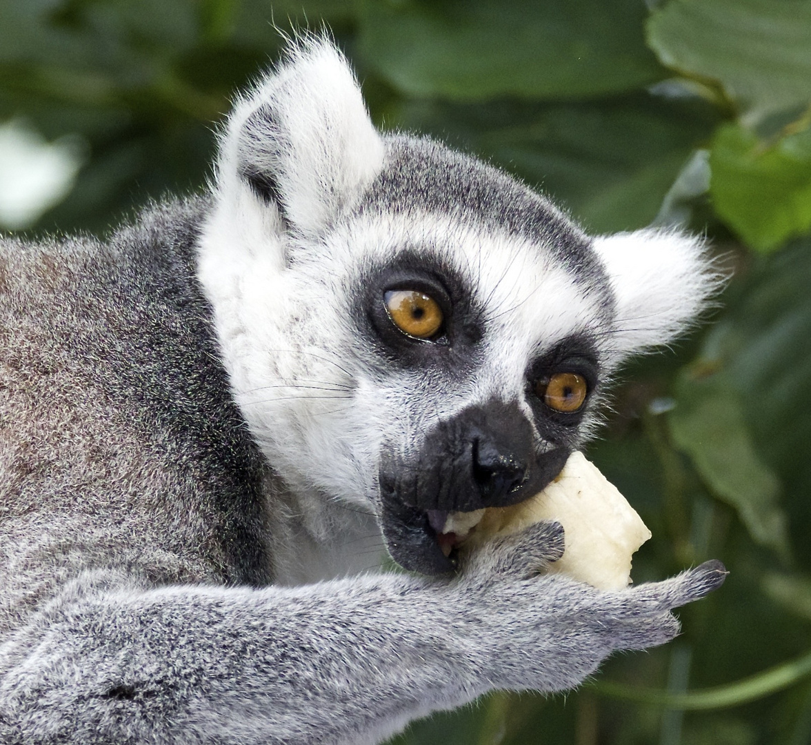 ... mmh, lecker Banane ;-)