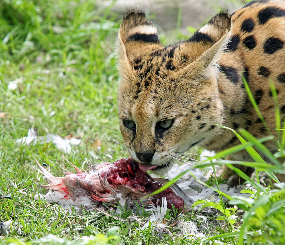 Mmh lecker, findet wohl der Serval