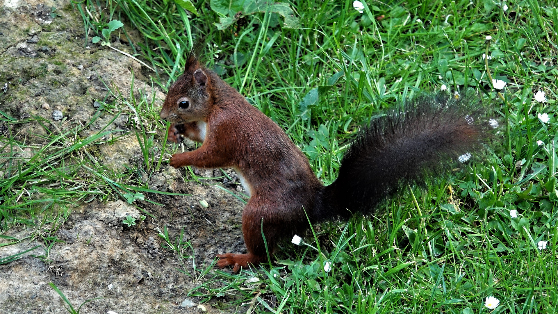 mmh wo hier da..?? Foto &amp; Bild tiere, wildlife, eichhörnchen