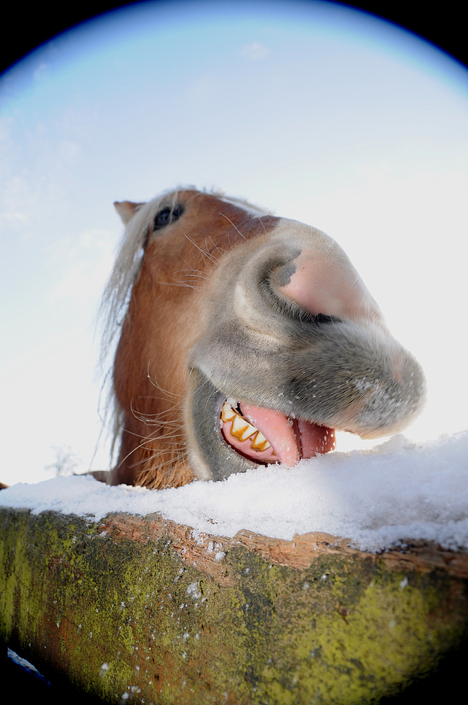 mmhh, lecker Eis