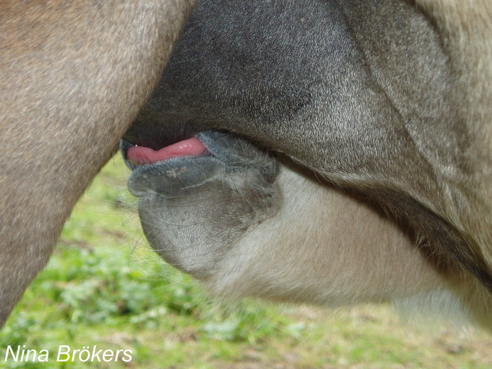 mmhhh lecker schmeckt es dem kleinen Tommy Tornado!