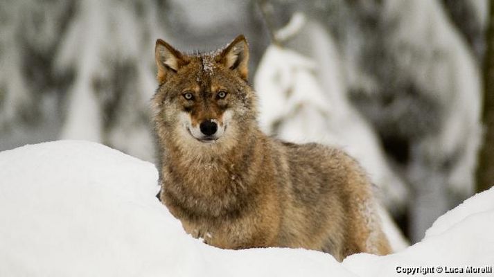 mmm... e questo cosa vuole?