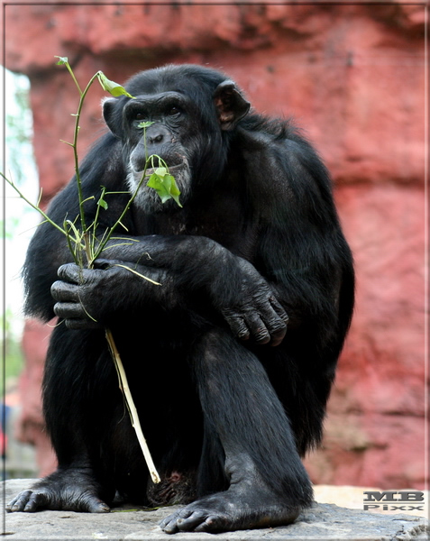 Mmm Ich Hab Eigentlich Gar Kein Hunger Mehr Foto Bild Tiere Zoo Wildpark Falknerei Saugetiere Bilder Auf Fotocommunity