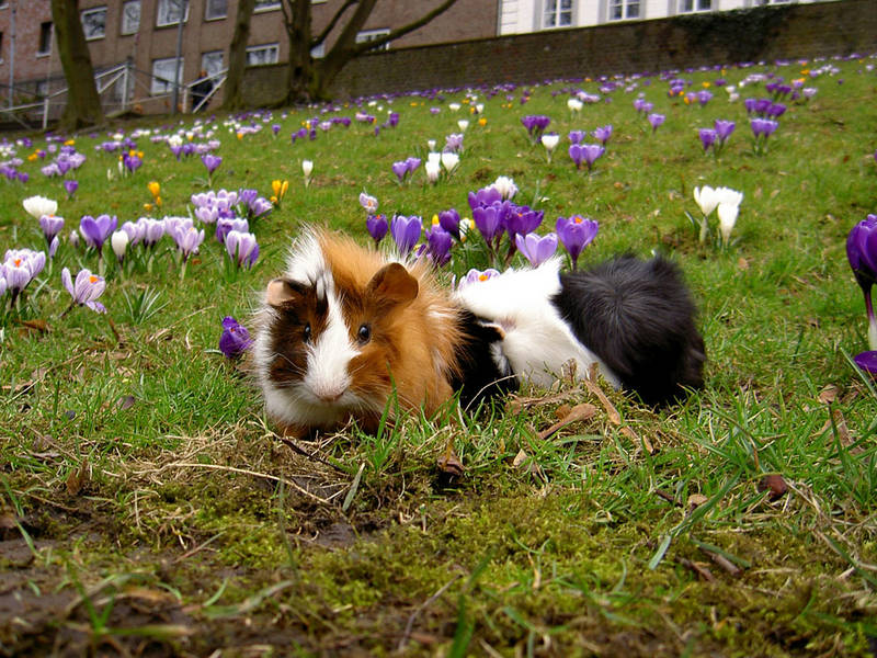 ..mmm, Krokusse, lecker!