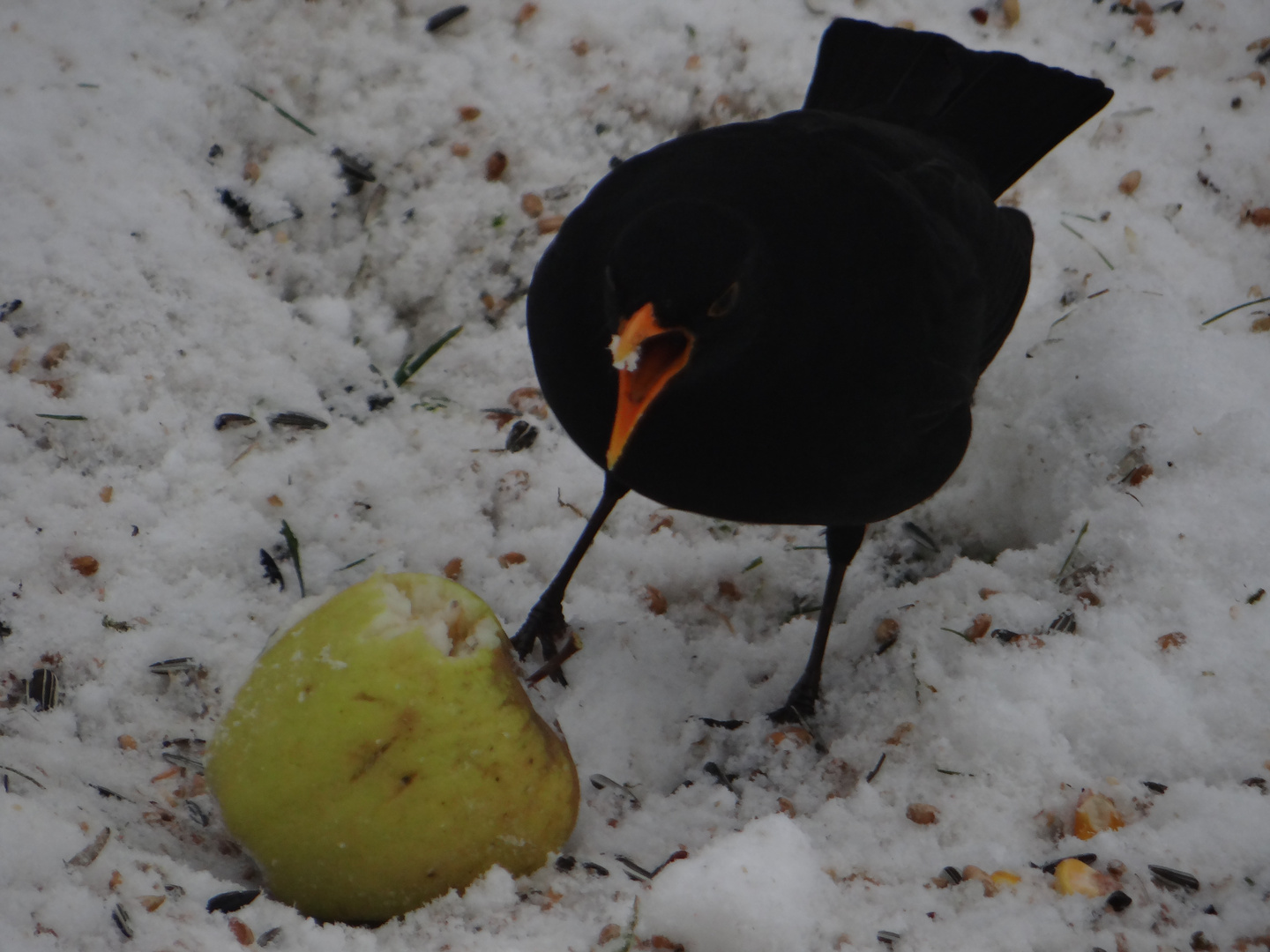 Mmm, lecker Apfel !