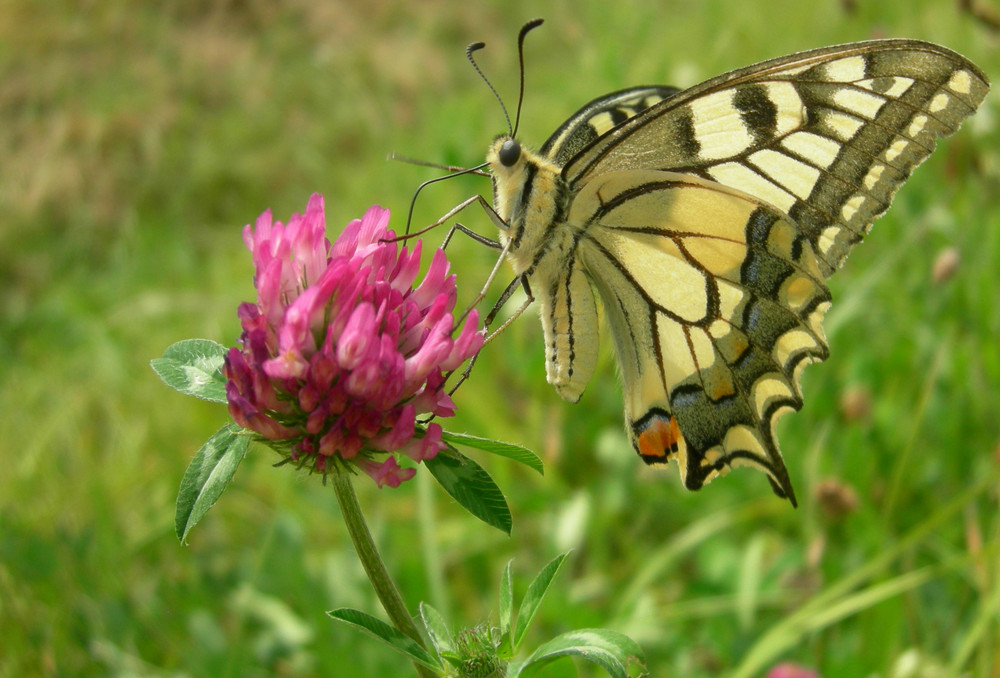 mmm... quel bon nectar !