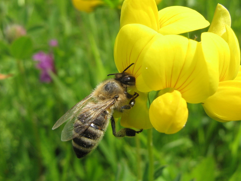 "mmm...good nectar!"