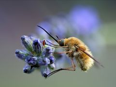 mmmh, Lavendel