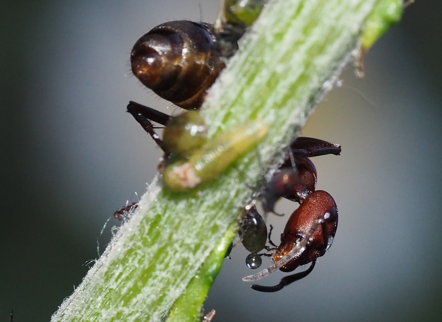 Mmmh, lecker, der süsse Tropfen! - Mmmh, une bouchée de bonheur! Photo 2