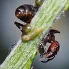 Mmmh, lecker, der süsse Tropfen! - Mmmh, une bouchée de bonheur! Photo 2