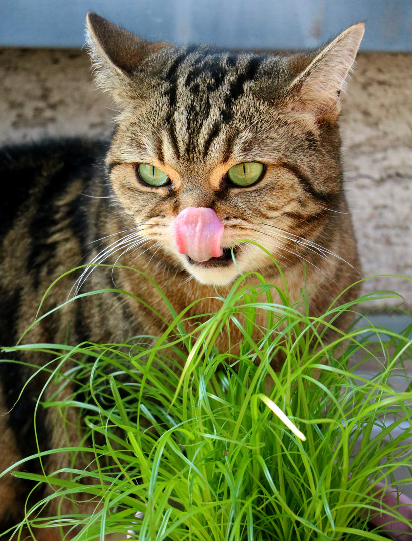 mmmh lecker Katzengras...