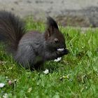 Mmmhh, lecker Gänseblümchen...!