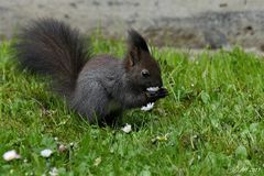 Mmmhh, lecker Gänseblümchen...!