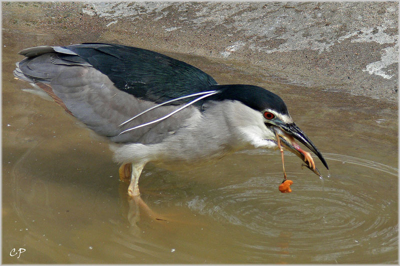 Mmmhh ... lecker Küken ...