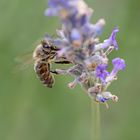 Mmmhhh feiner Lavendel