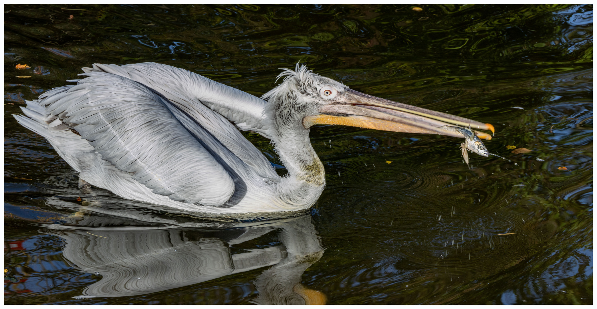 mmmhhhh feiner Fisch Foto &amp; Bild | europe, schweiz &amp; liechtenstein ...