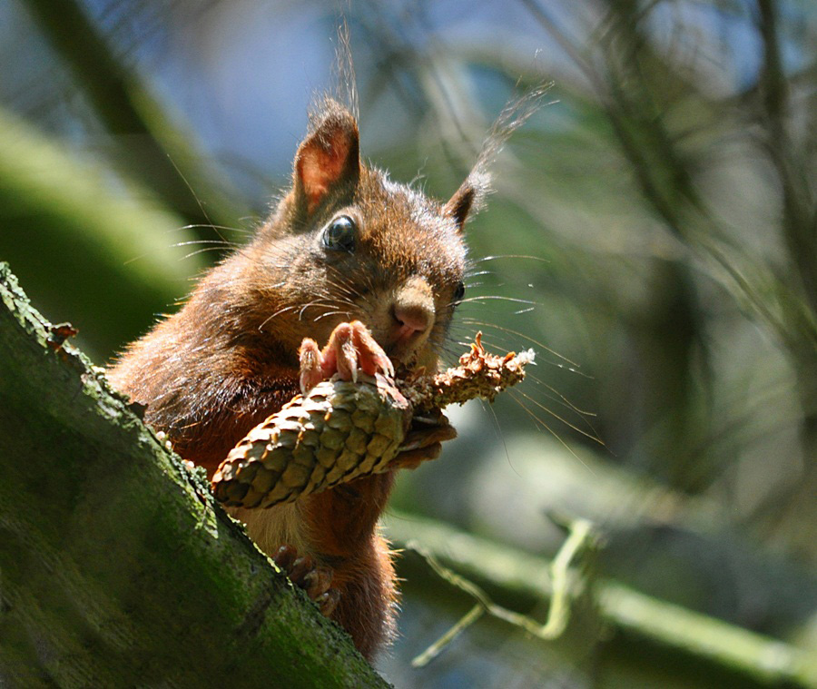 Mmmh...lecker, Knabberstick ...