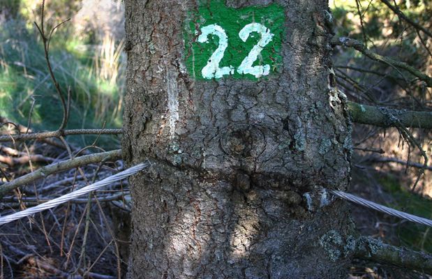 Mmmh...lecker.....Seilenbacher