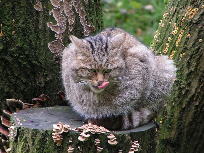 mmmh.....Mäuse sind einfach köstlich