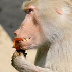 Mmmmh lecker Blattsalat