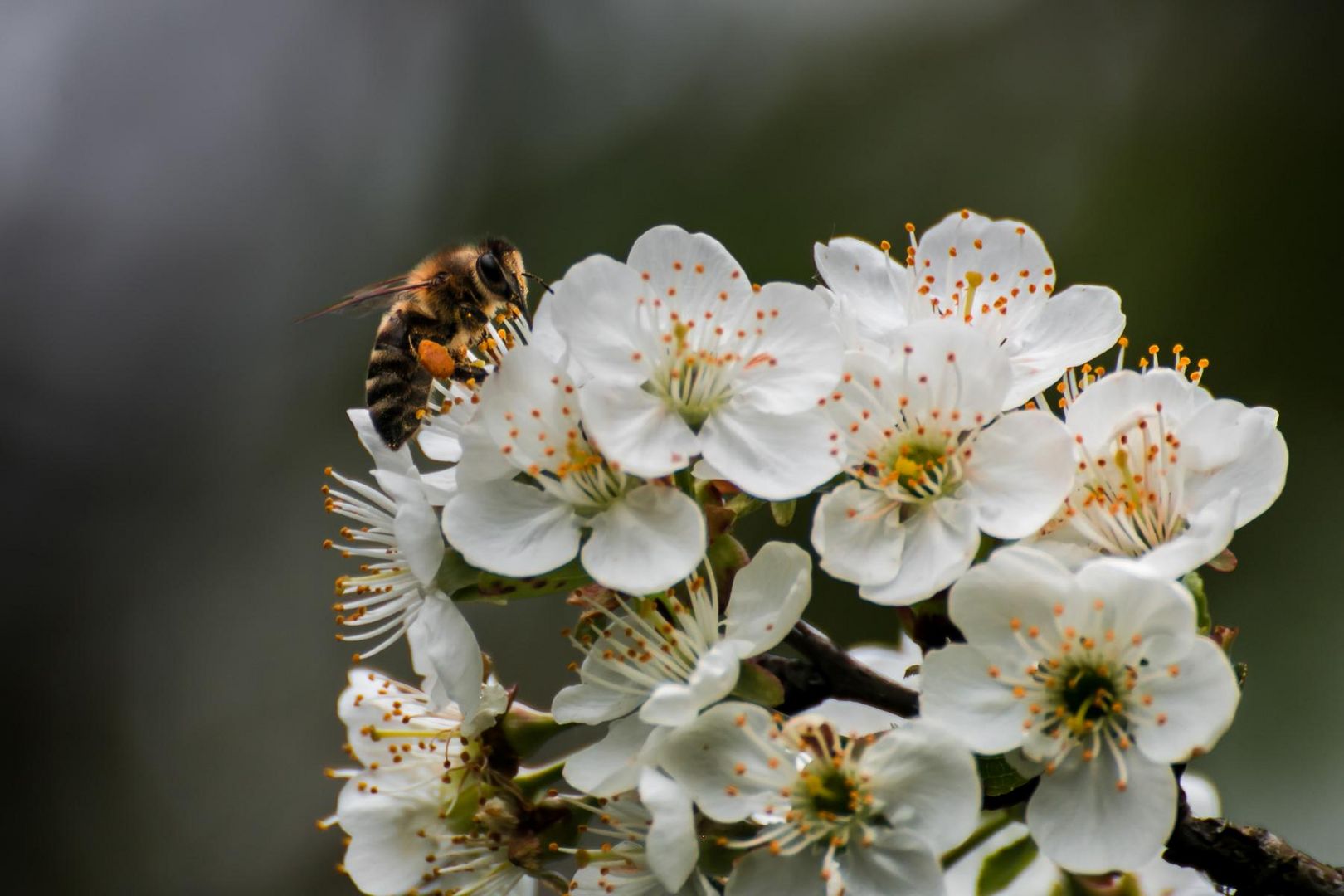 Mmmmh...Apfelblüte