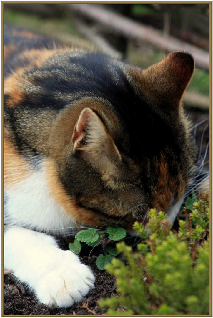 mmmmhh wie das duftet,,,,katzenminze