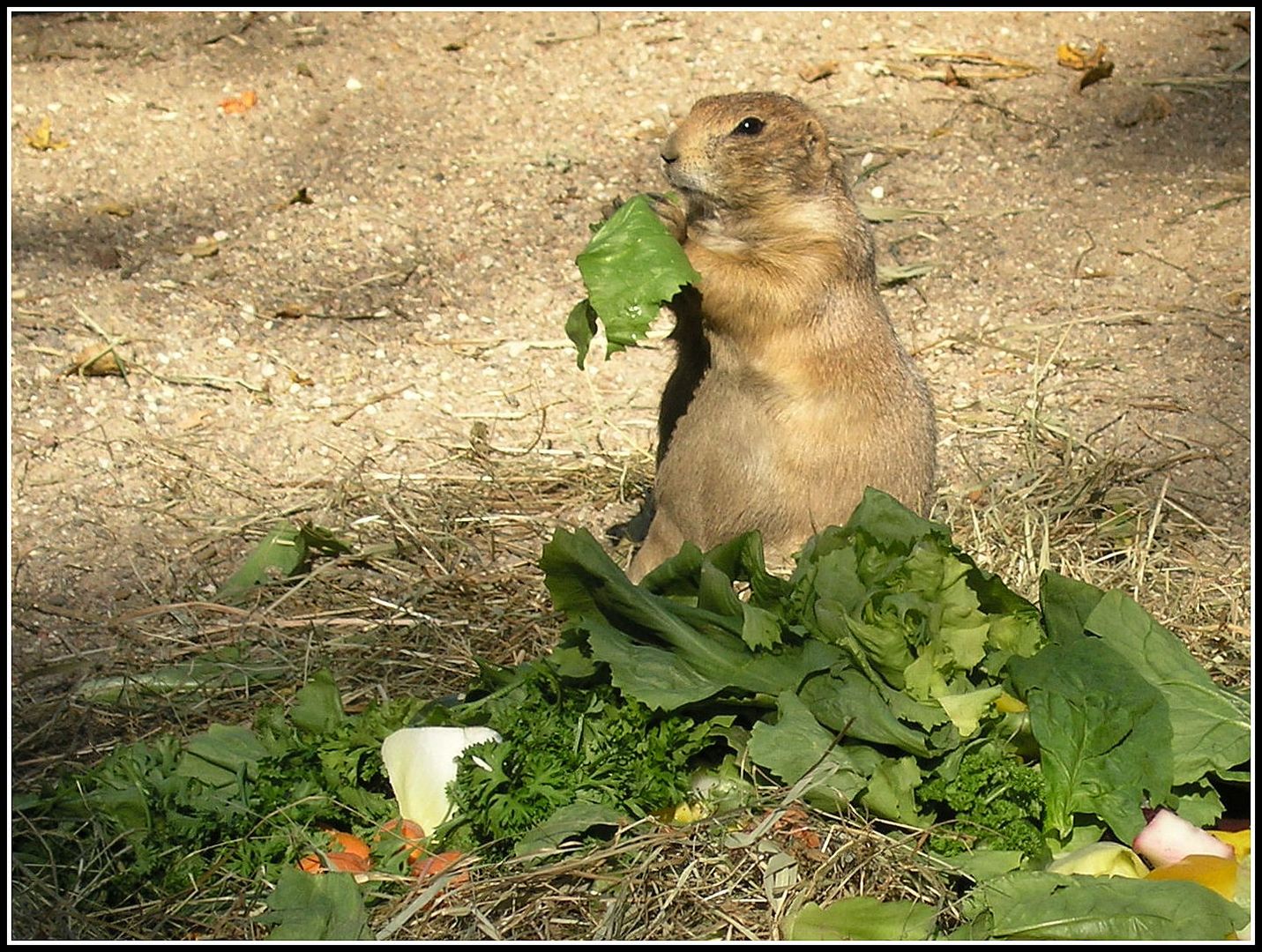 * Mmmm....lecker, ich liebe frischen Salat *