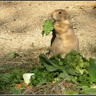 * Mmmm....lecker, ich liebe frischen Salat *