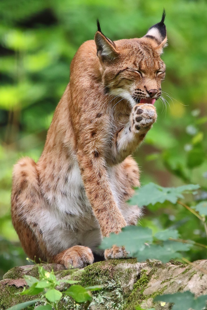 "Mmmmm, vom Geschmack her würd ich sagen - LUCHS"