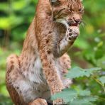 "Mmmmm, vom Geschmack her würd ich sagen - LUCHS"