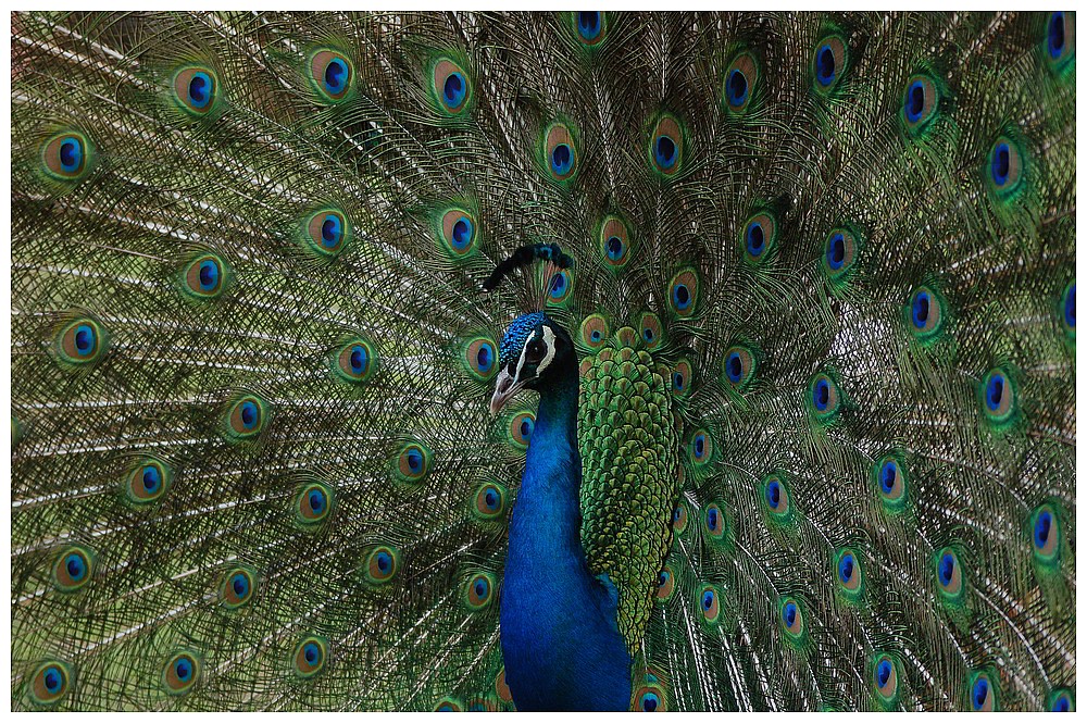 MMX V (indian peafowl)