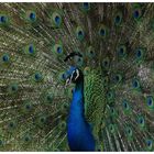 MMX V (indian peafowl)