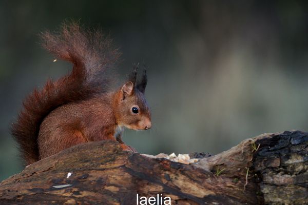 mo ami SPEEDY bon weekend