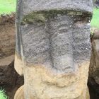 Moai - freigelegt