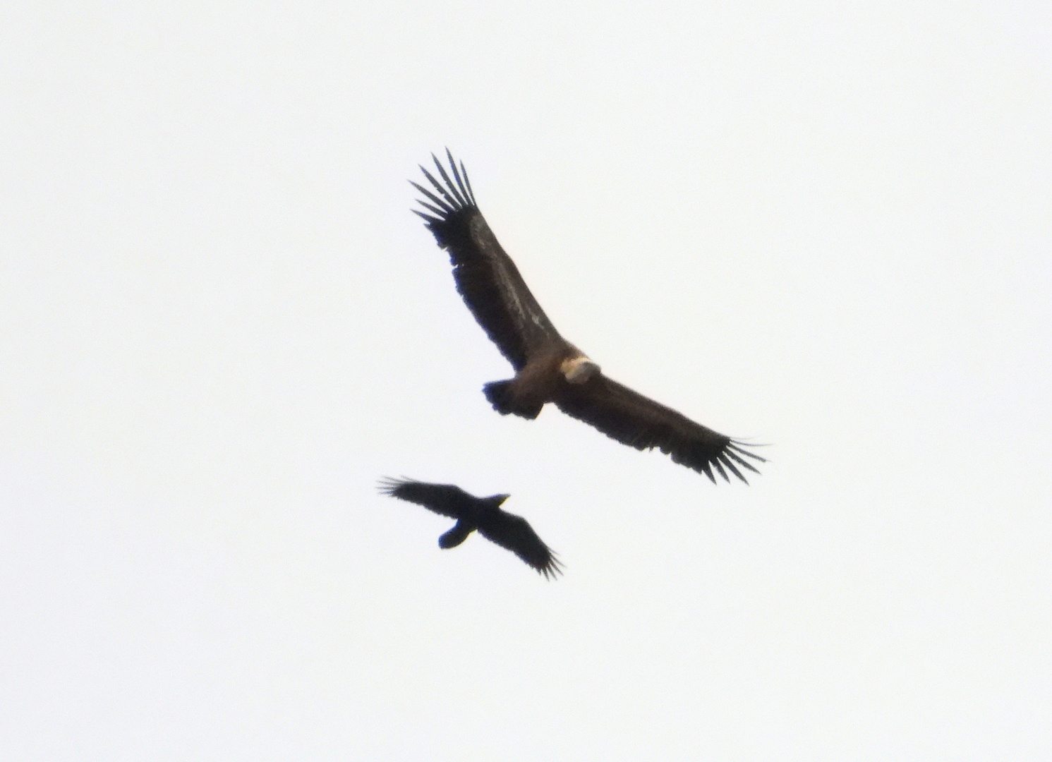 Mobbing Foto Bild Europe Greece Tiere Bilder Auf Fotocommunity