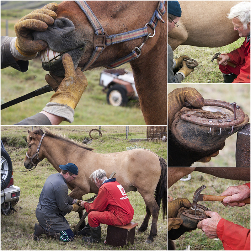 Mobiler Schönheitssalon für Islandponys