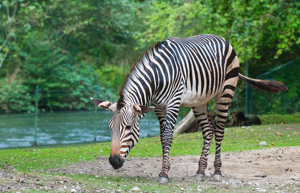 Mobiler Zebra-Streifen