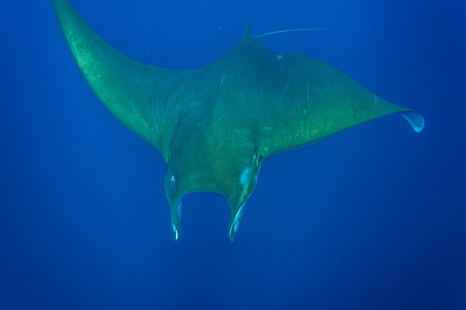 Mobula 1