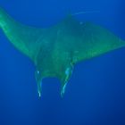 Mobula 1