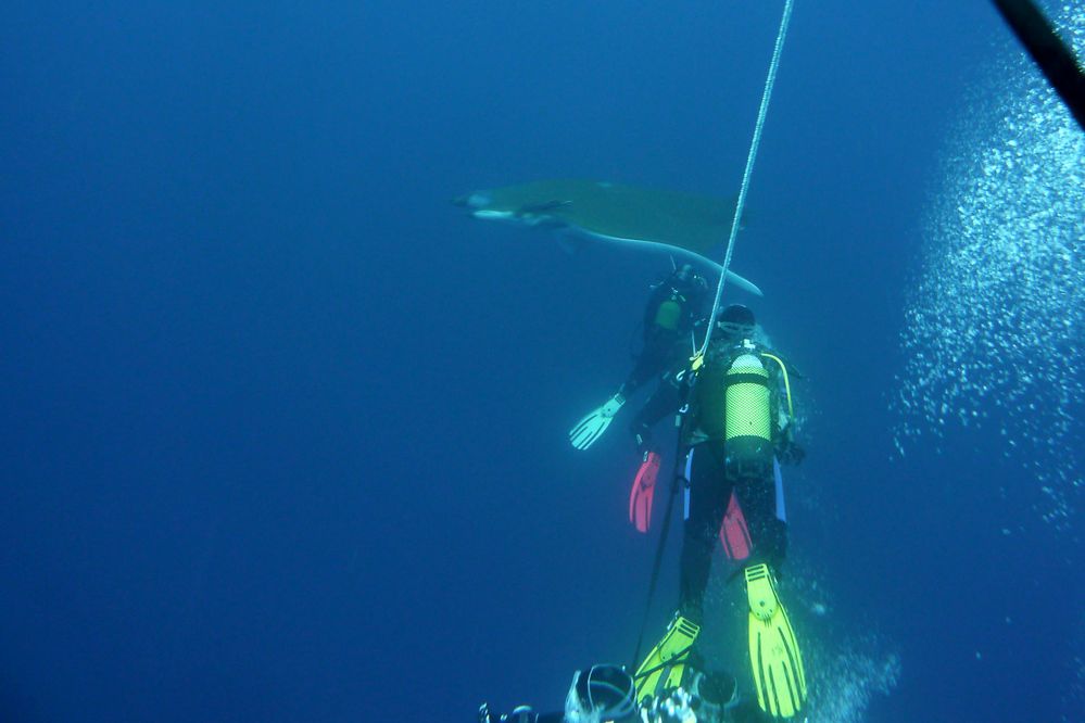 mobula seil-seeing